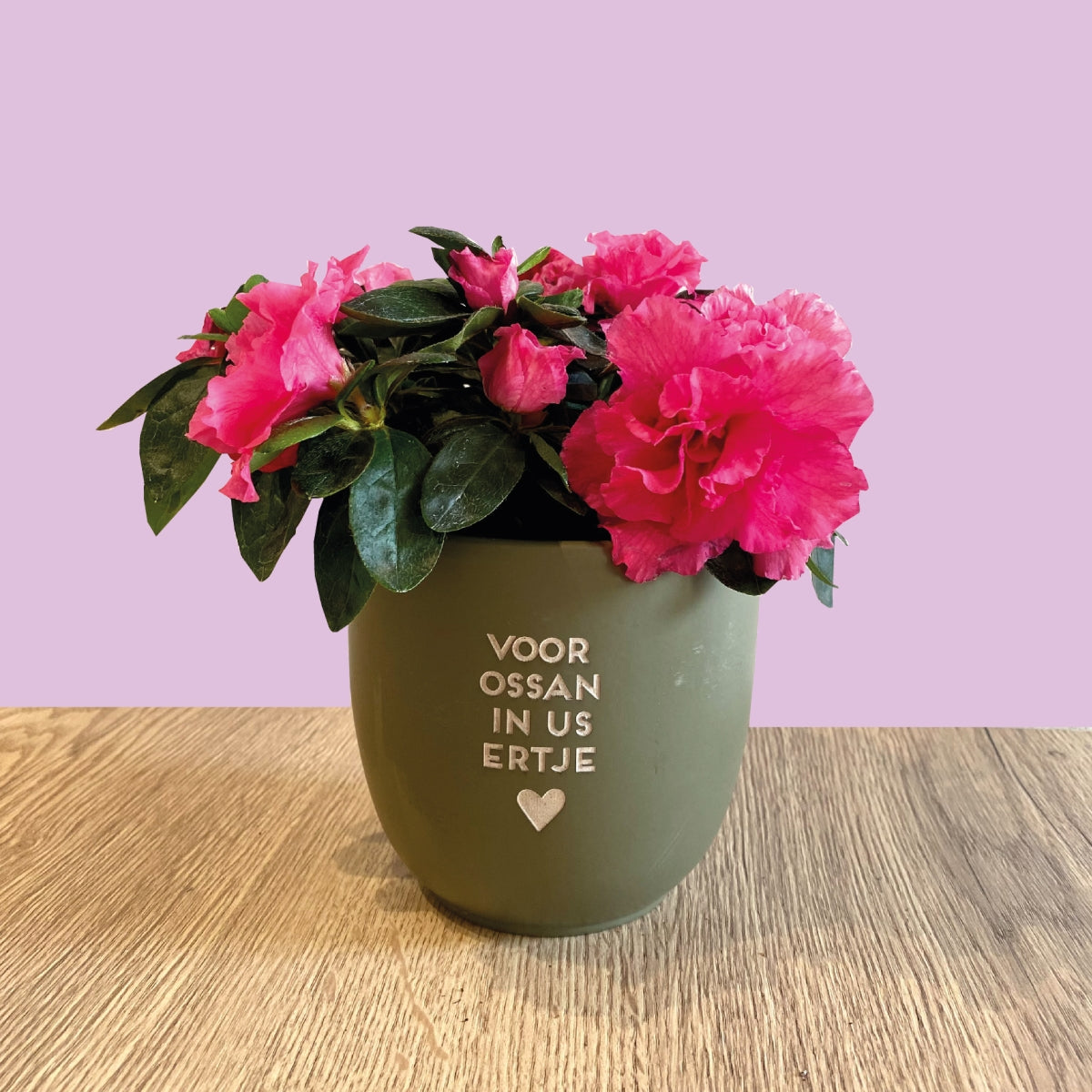 Azalea bij bloempot (enkel afhaal vanaf 29/10)